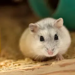 Co hamster? Poznaj chomika - idealne zwierzę domowe!