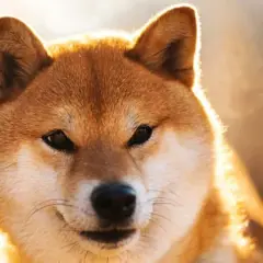 Forum Shiba Inu - aktywna społeczność i najnowsze opinie inwestorów