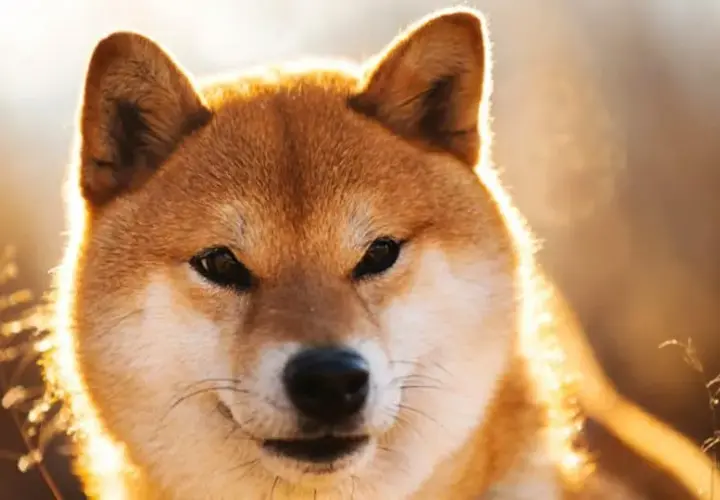 Forum Shiba Inu - aktywna społeczność i najnowsze opinie inwestorów