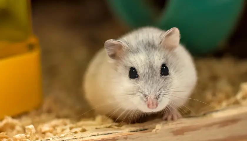 Co hamster? Poznaj chomika - idealne zwierzę domowe!