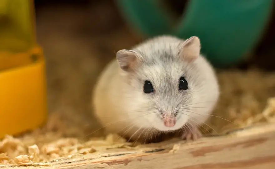 Co hamster? Poznaj chomika - idealne zwierzę domowe!